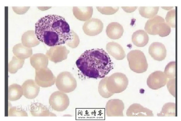 职称考试初级检验士检验师中级检验师必考的图片题目